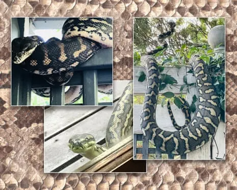 Embracing my Serpents in the Roof: A Transformation from Dread to Respect